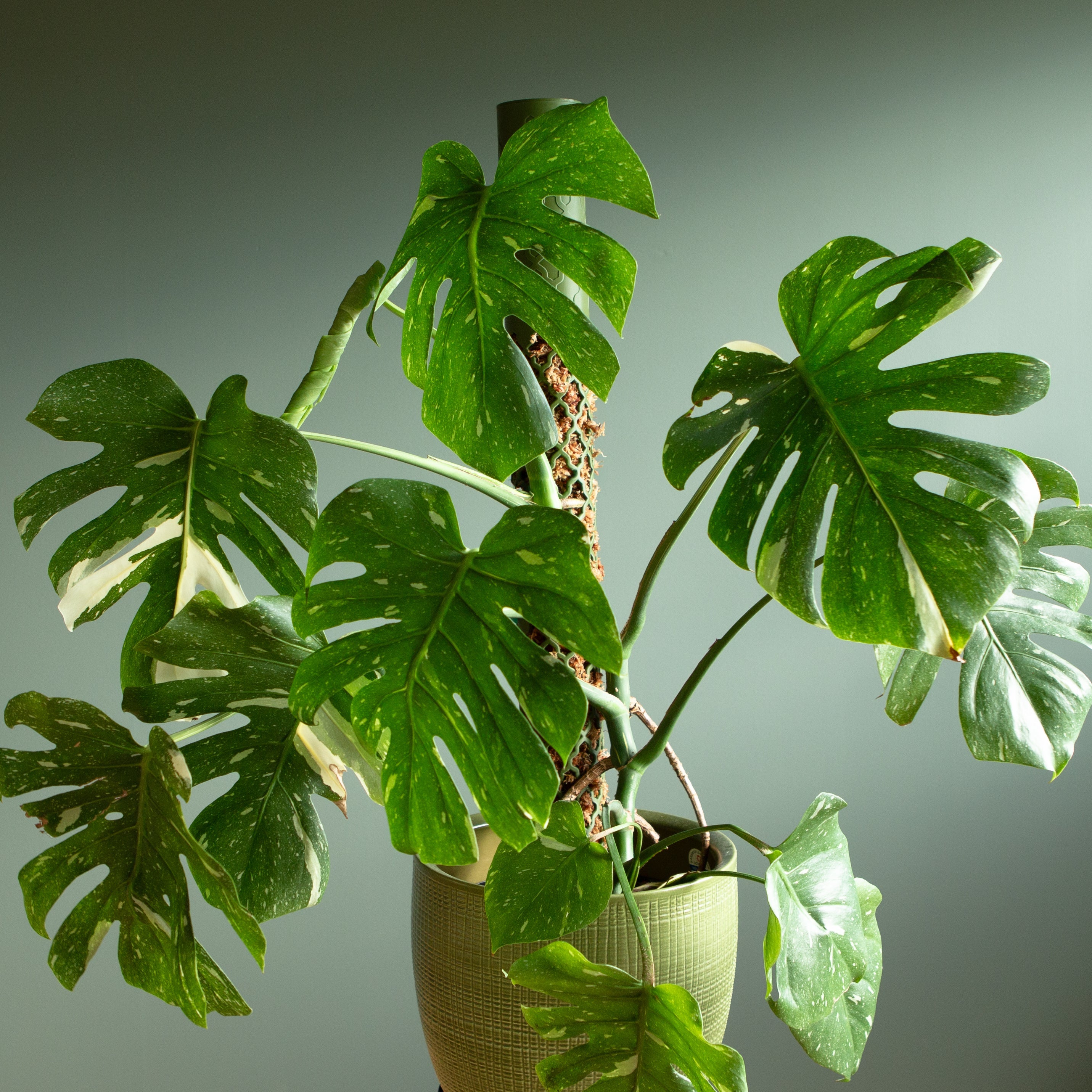 teppich monstera blatt Teppich Monstera