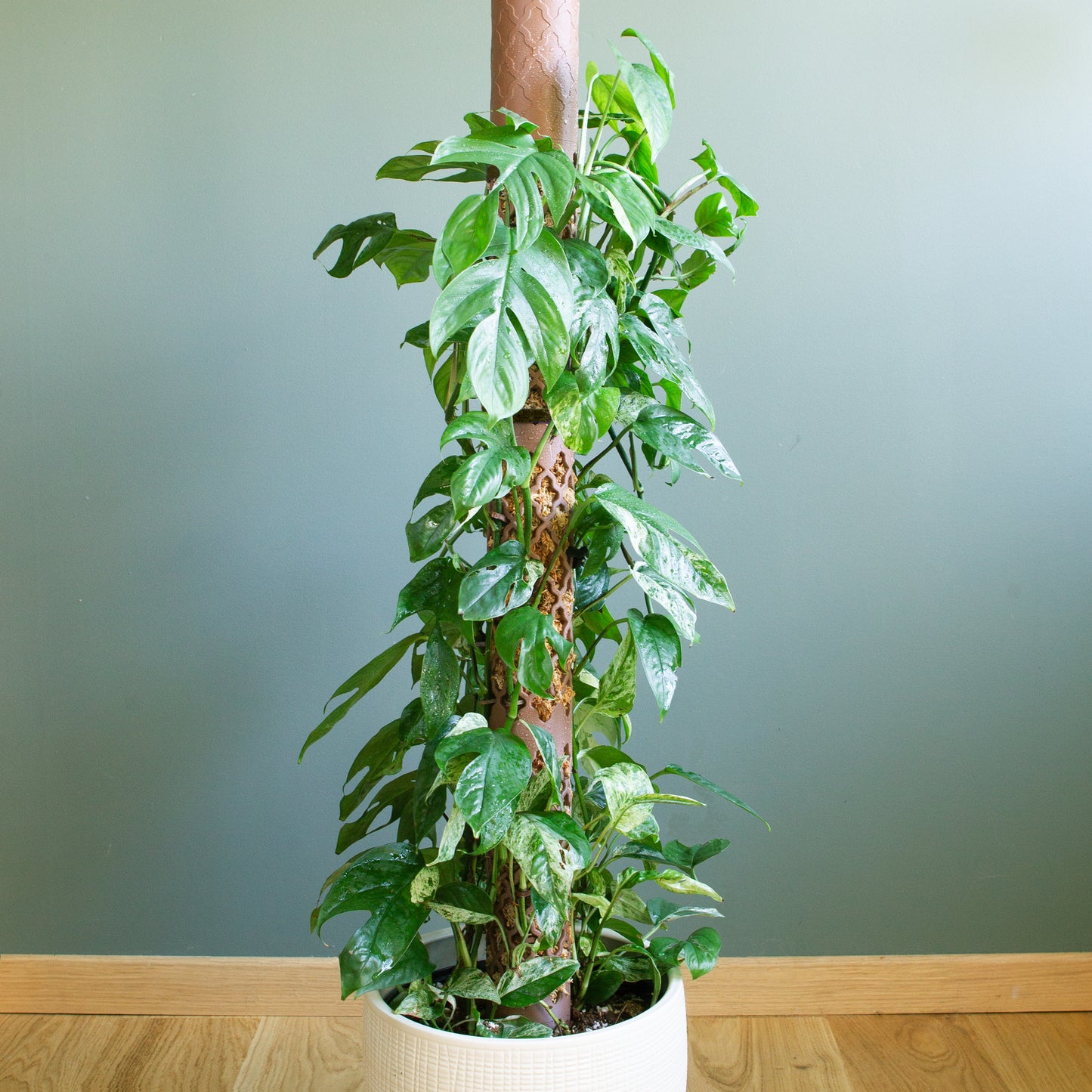 Moss Pole Set "Arabesque" L