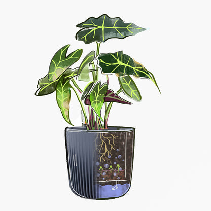 Self Watering Planter "Amazonia"