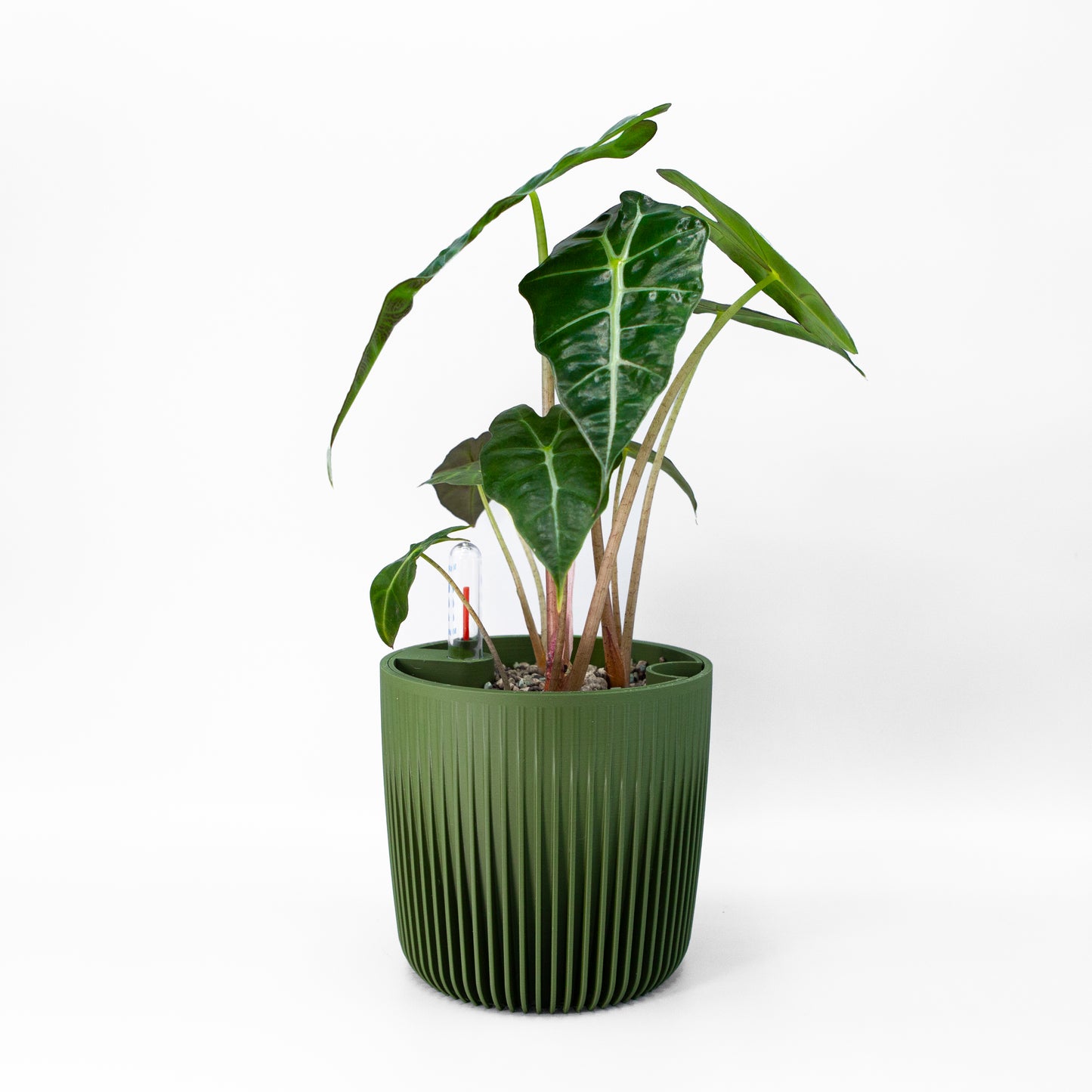 Self Watering Planter "Amazonia"