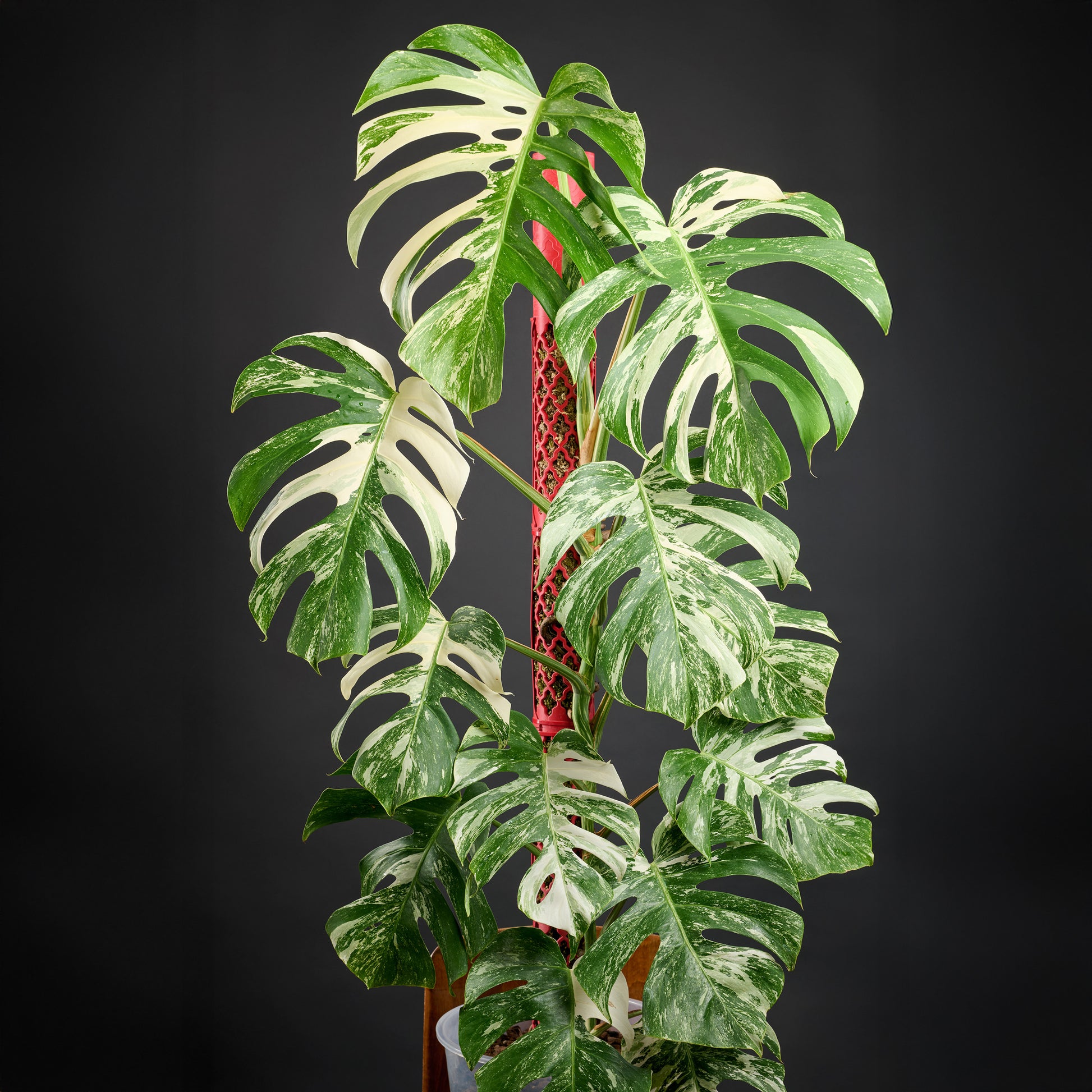 tutor planta monstera Tutor de musgo para Monstera