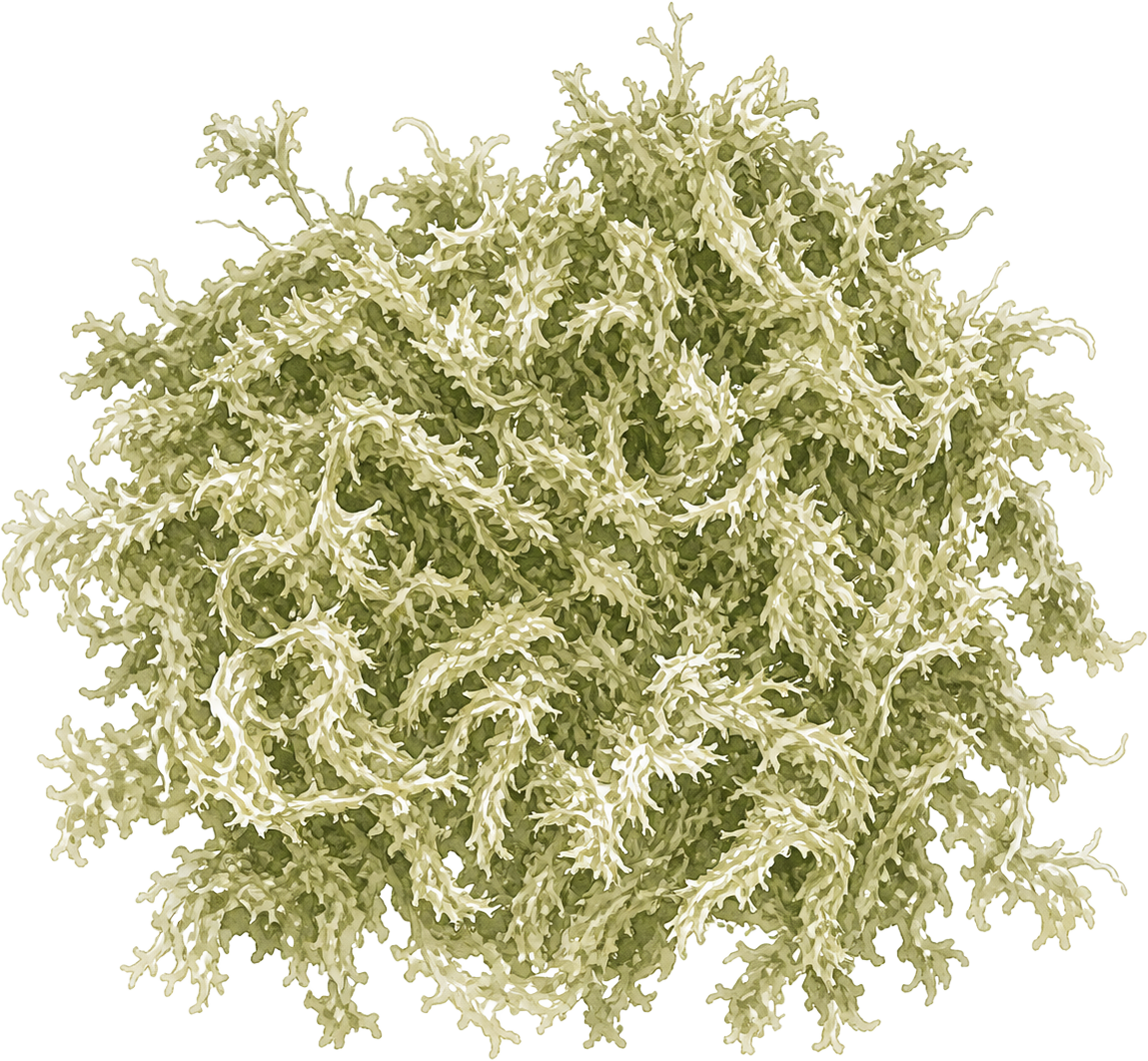 Sphagnum
